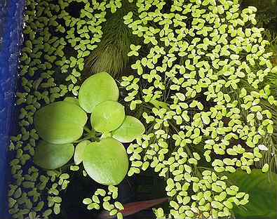 Плавущие аквариумные растения