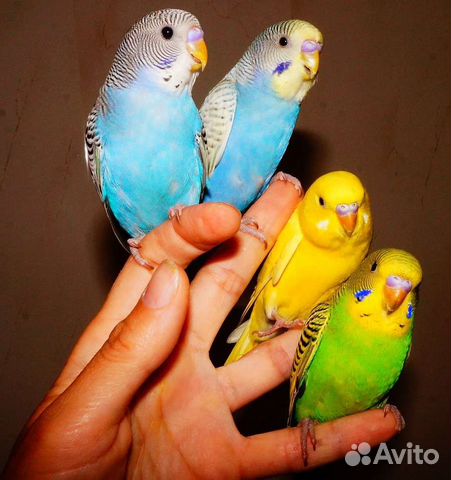 Птенцы волнистый попугай