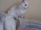Потерялся белый ангорский котик объявление продам