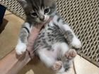 Котята в добрые руки приучены к лотку