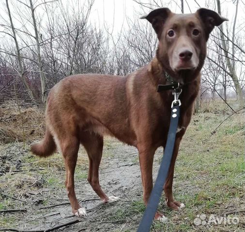 Молодая собака в хорошие руки