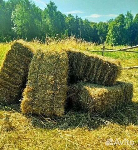 Сено и солома в чем разница фото