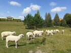 Стада овец Восточно-Фризской молочной породы объявление продам