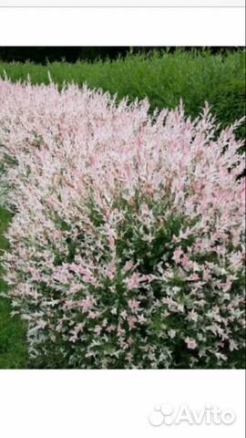 Ивы фламинго,хакуро нишики,пурпурная,матцудана