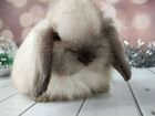 Девочка карликовый кролик минилоп объявление продам