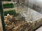 Красноухие черепахи с аквариумом объявление продам