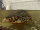 Красноухие черепахи с аквариумом бесплатно