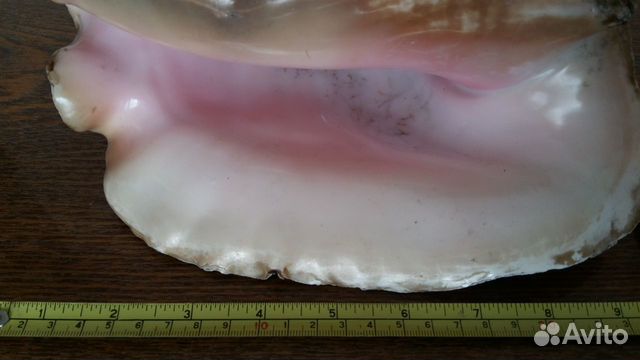 Большая морская раковина