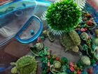 Черепахи мини с аквариумом