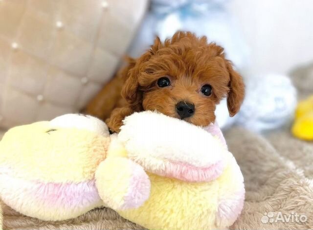 F1 нарядные мальтипушечки