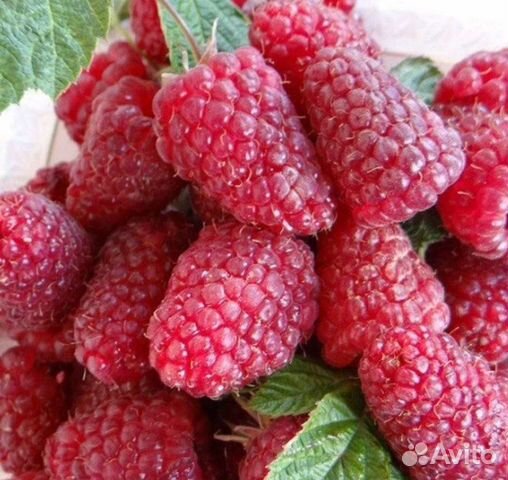 Малина (20 сортов)крупноплодная,бесшипные,ремонтан