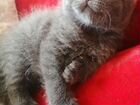 Плюшевые голубоглазые Шотландские котята объявление продам