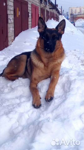 Вязка собак