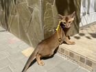 Абисинский котенок объявление продам
