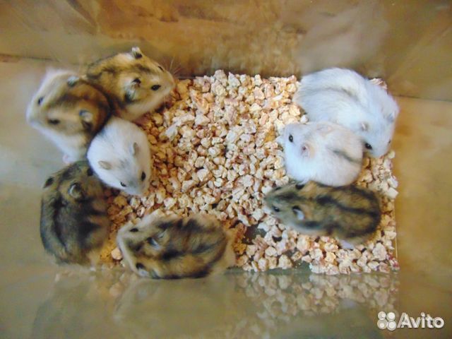 Джунгарские хомяки, новые клетки, корм