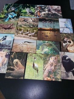 Открытки животных и птиц из СССР