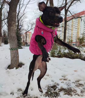 Питбуль ищет дом