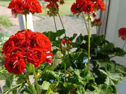 Пеларгония Red rosebud