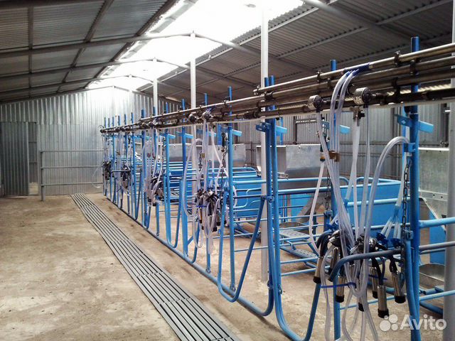 Молочное животноводство