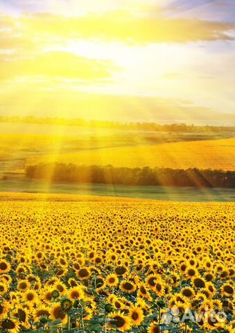 Масло подсолнечное нерафинированное разливное