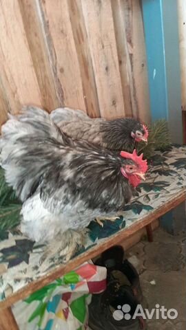 Кохинхин карликовый, голубой