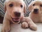 Собаки щенки лабрадора объявление продам