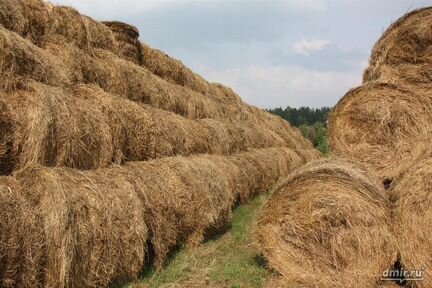 Сено трава люцерна, клевер, костер, эспарцет 2023г