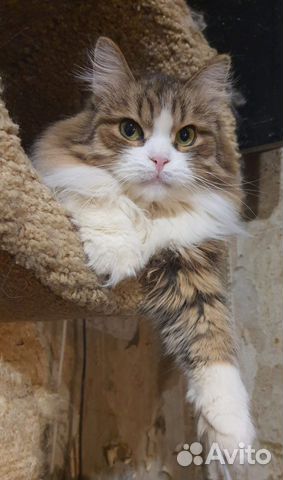 Пушистая кошка