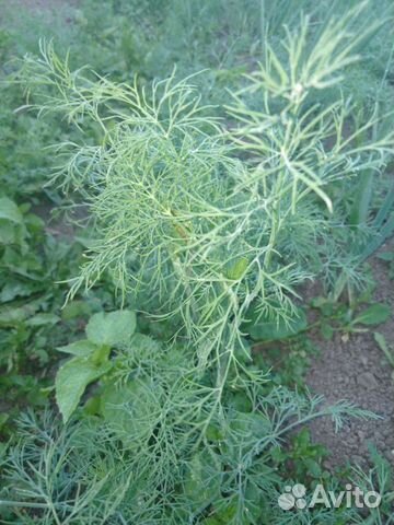 Помидоры, овощи