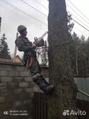 Спил деревьев