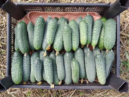 Семена огурцов Директор,Трилоджи