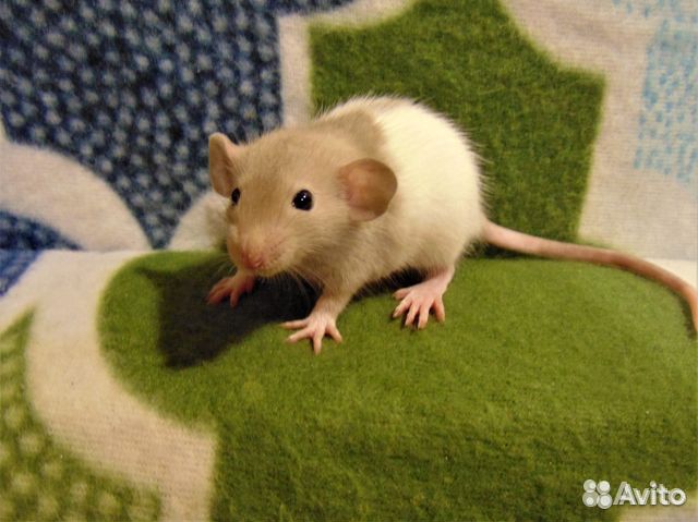 Крысы, крысята дамбо, стандарт, клетки