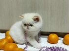 Шикарный экзотический котик объявление продам