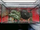 Черепаха и аквариум объявление продам