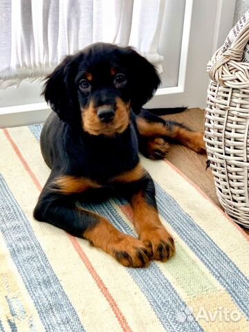 gordon setter lab mix