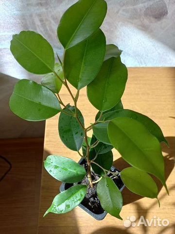 Фикус бенджамина