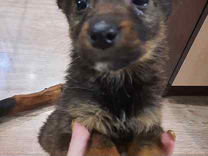 are german shepherd mix with yorkie small