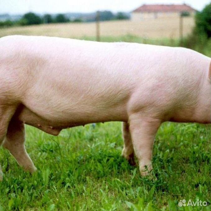 Орел свинью. Порода свиней Гемпшир. Беркширская порода свиней. Литовская белая порода свиней фото. Как кастрировать поросят.