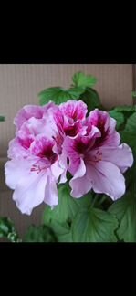 Пеларгонии (разные виды), Кислица