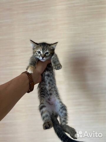 отдам котят в добрые руки пенза
