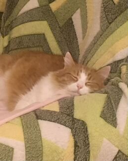 Безопасная Передержка животных кошек грызунов птиц