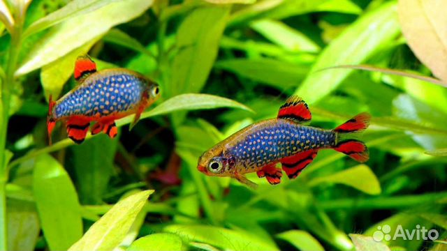 Галактика рыбка для аквариума