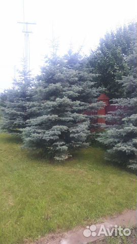 Ель голубая