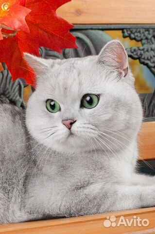 Шотландский страйт Серебристая шиншила Вязка