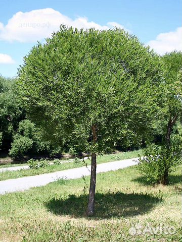 Ива шаровидная