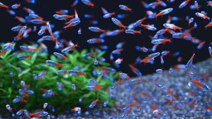 Неон голубой и большое количество других рыб