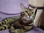 Бенгальский котик для вязки объявление продам