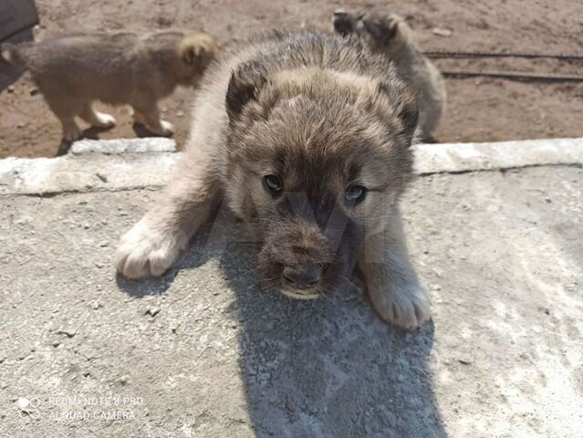 Щенки метисы Алабай