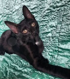 Чёрный молодой котик похожий на ориентала в дар