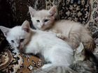 Котята, 2 девочки (одна сиамская ) и один мальчик